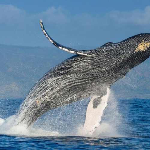 Sultana Tours Whale Jumping